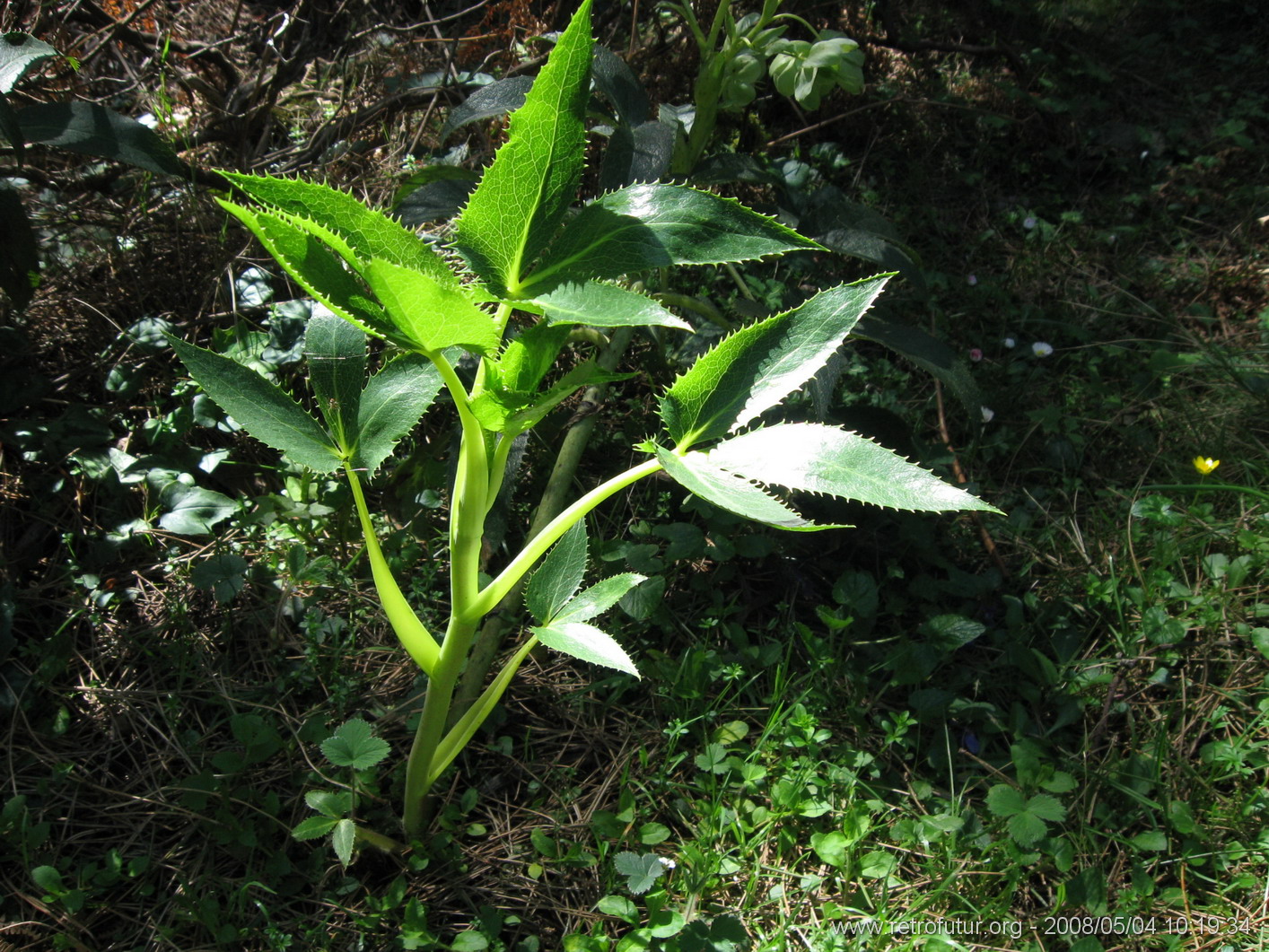 Cartalavone - Levie : img_kris_2008_05_04 10-19-34_0082.JPG