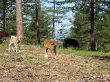 Cartalavone - Levie : img_kris_2008_05_04 10-49-41_0085.JPG