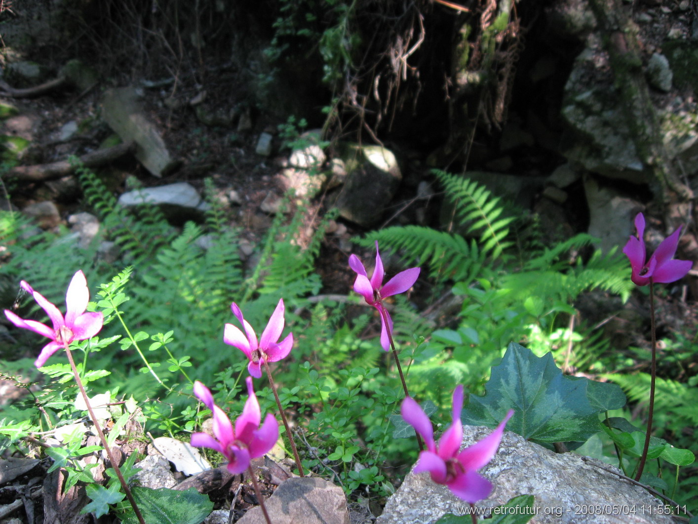 Cartalavone - Levie : img_kris_2008_05_04 11-55-11_0097.JPG