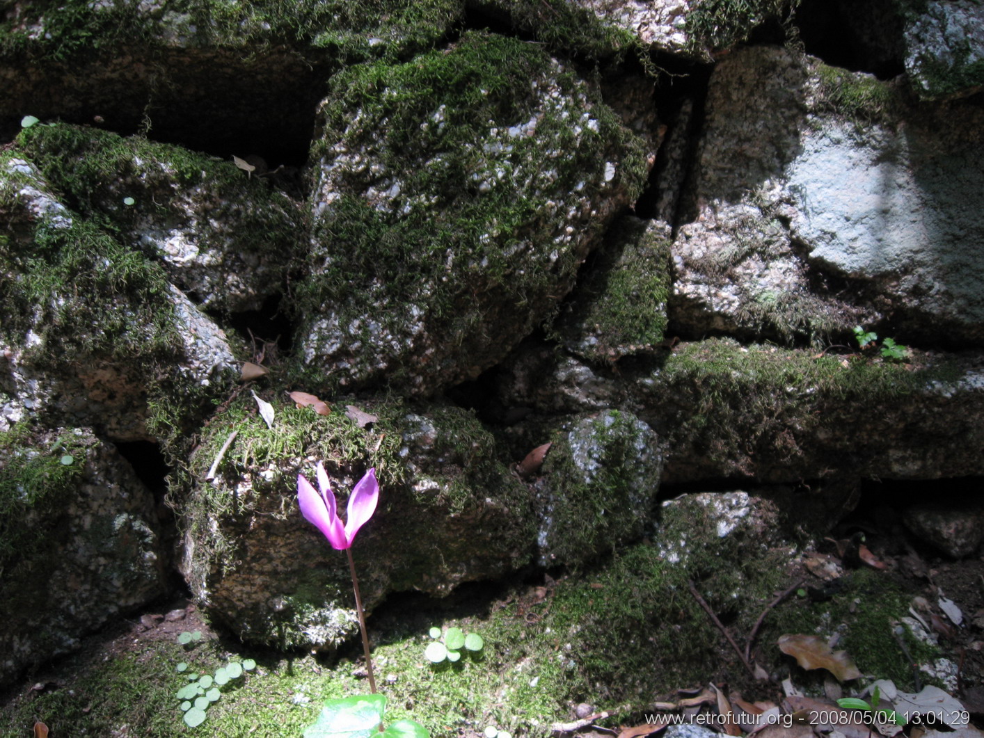 Cartalavone - Levie : img_kris_2008_05_04 13-01-29_0111.JPG