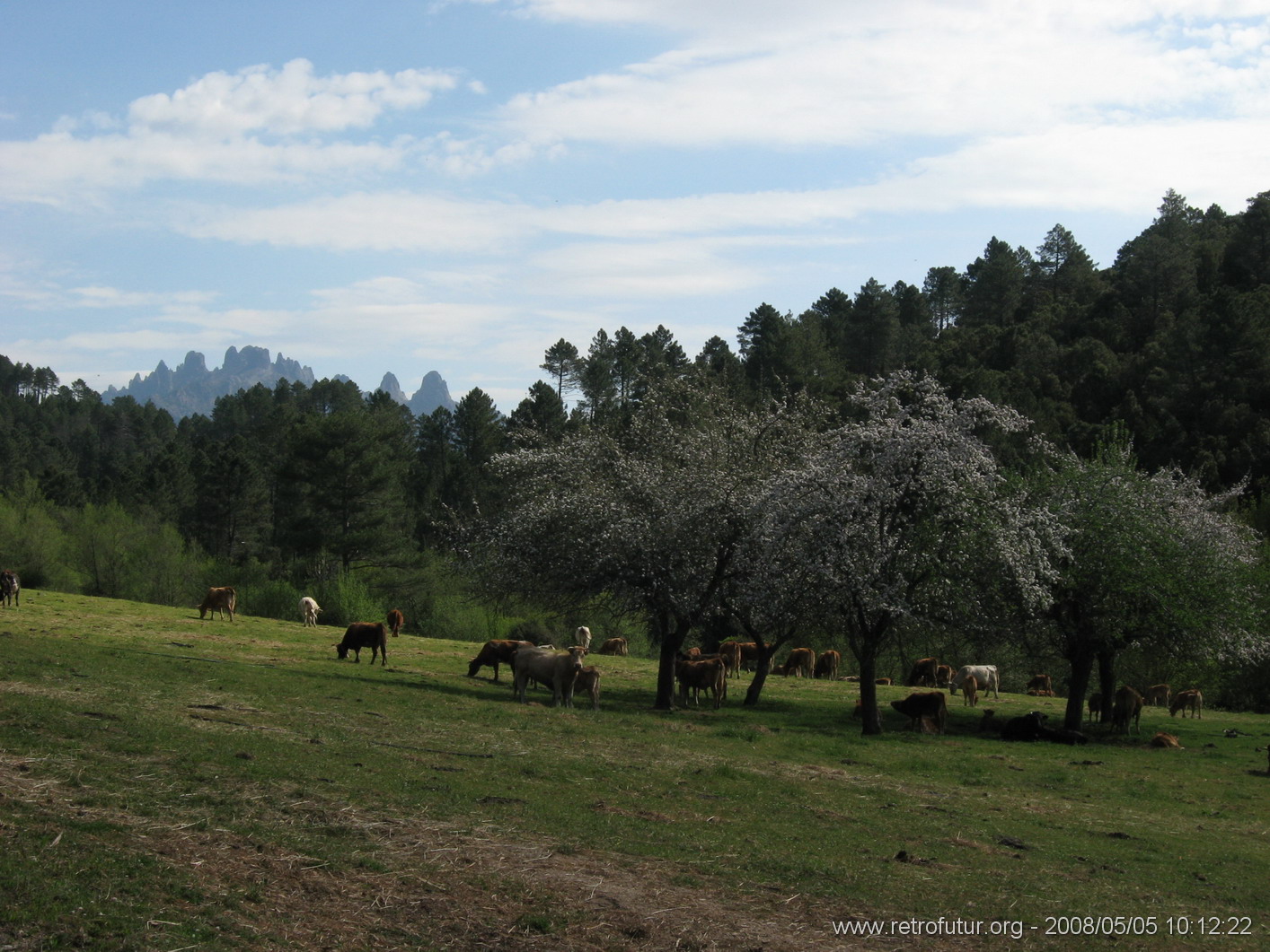 Levie - bavella - Rif.Asinao : img_kris_2008_05_05 10-12-22_0137.JPG