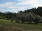 Levie - bavella - Rif.Asinao : img_kris_2008_05_05 10-12-22_0137.JPG