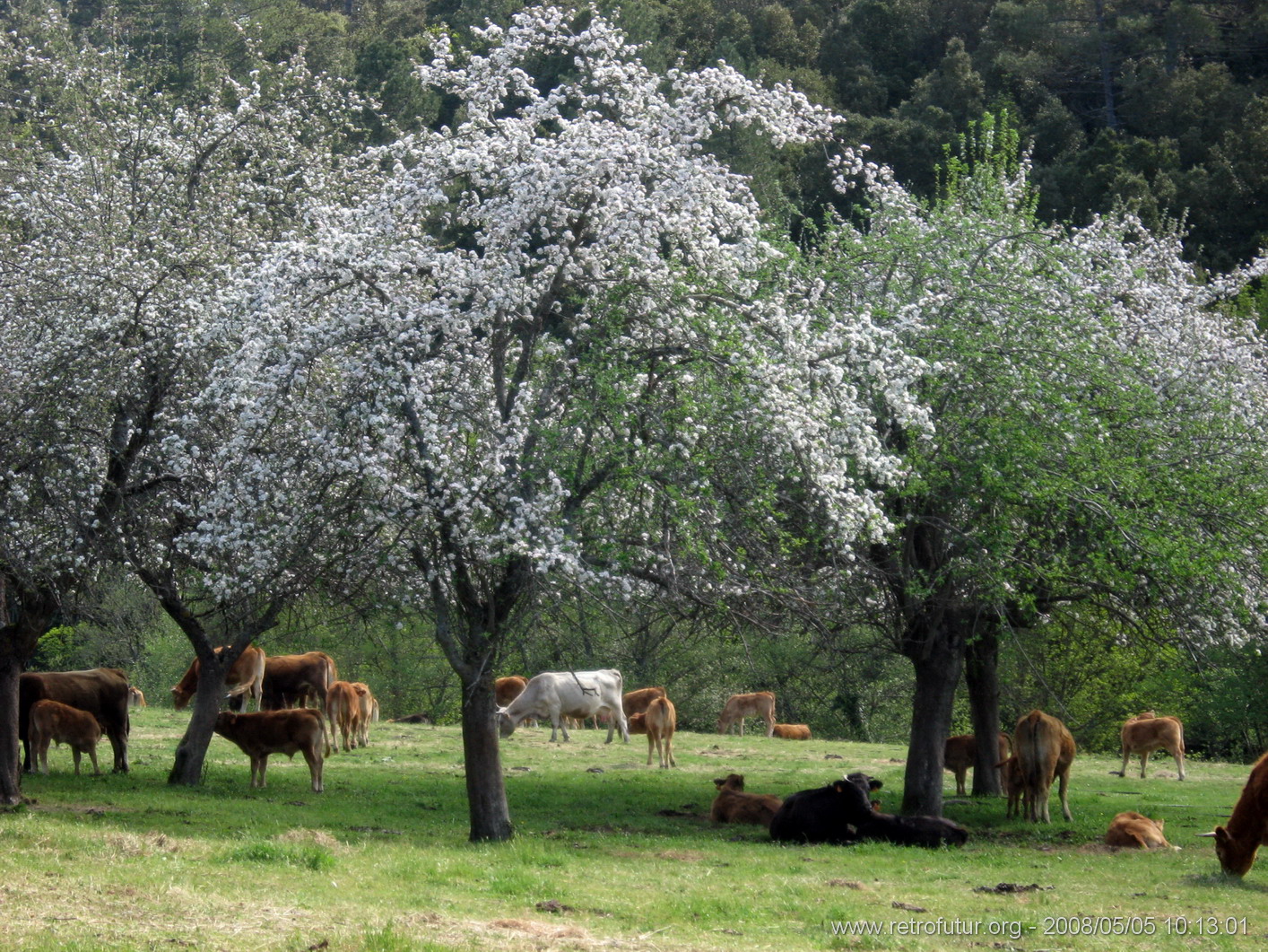 Levie - bavella - Rif.Asinao : img_kris_2008_05_05 10-13-01_0138.JPG