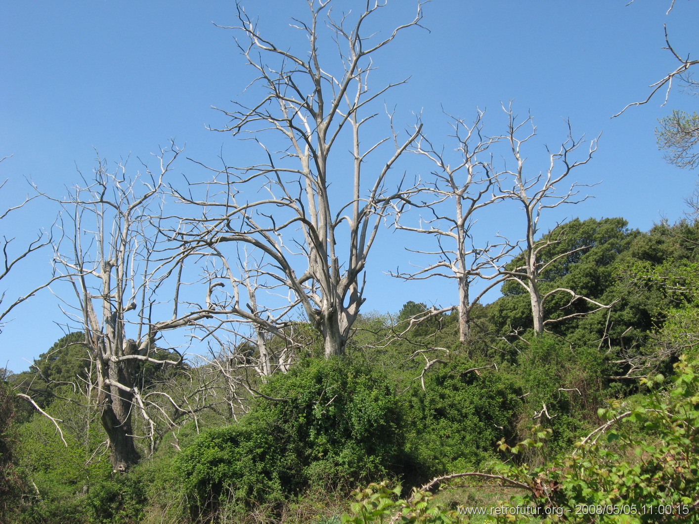 Levie - bavella - Rif.Asinao : img_kris_2008_05_05 11-00-15_0146.JPG