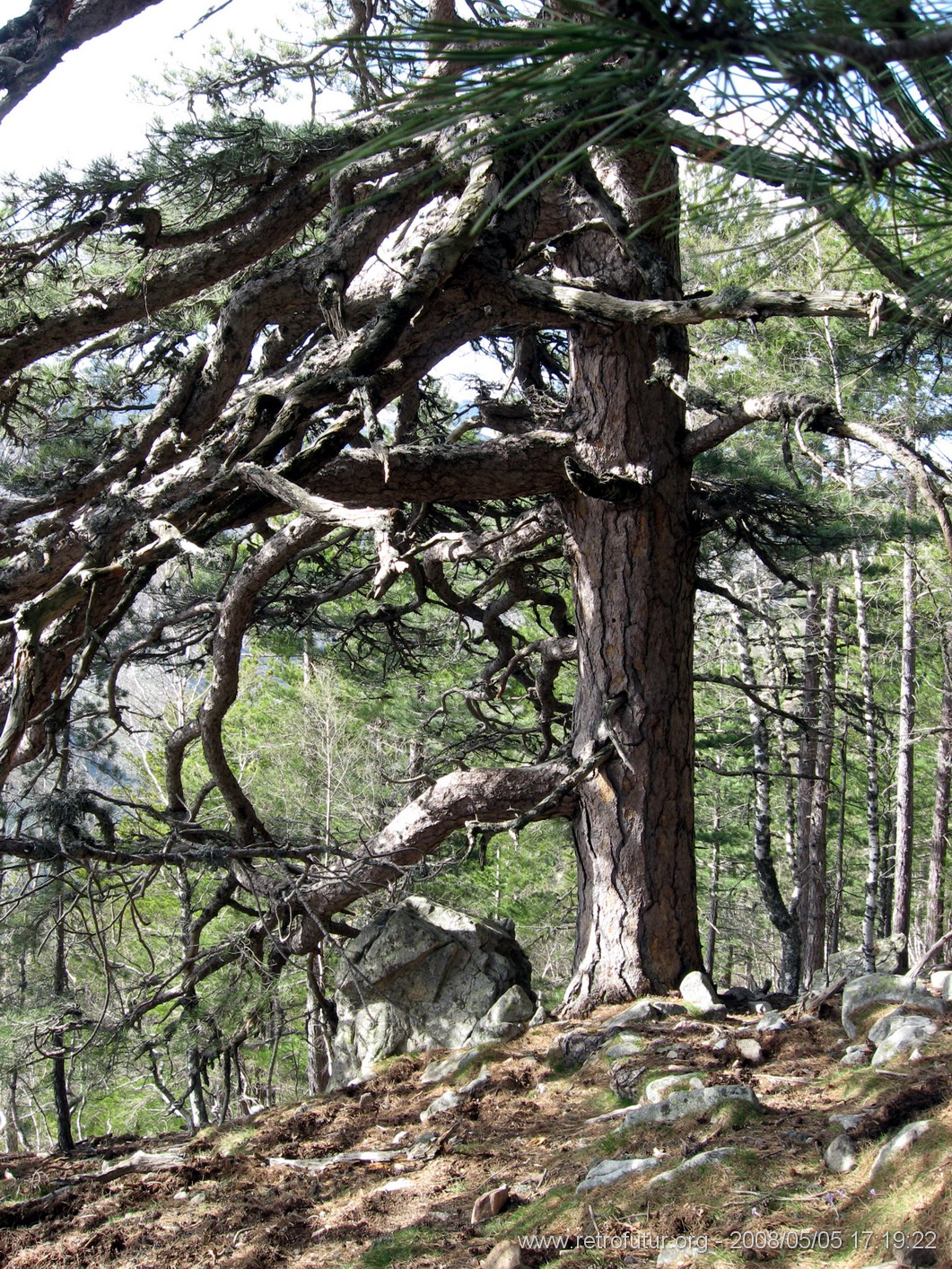 Levie - bavella - Rif.Asinao : img_kris_2008_05_05 17-19-22_0170.JPG