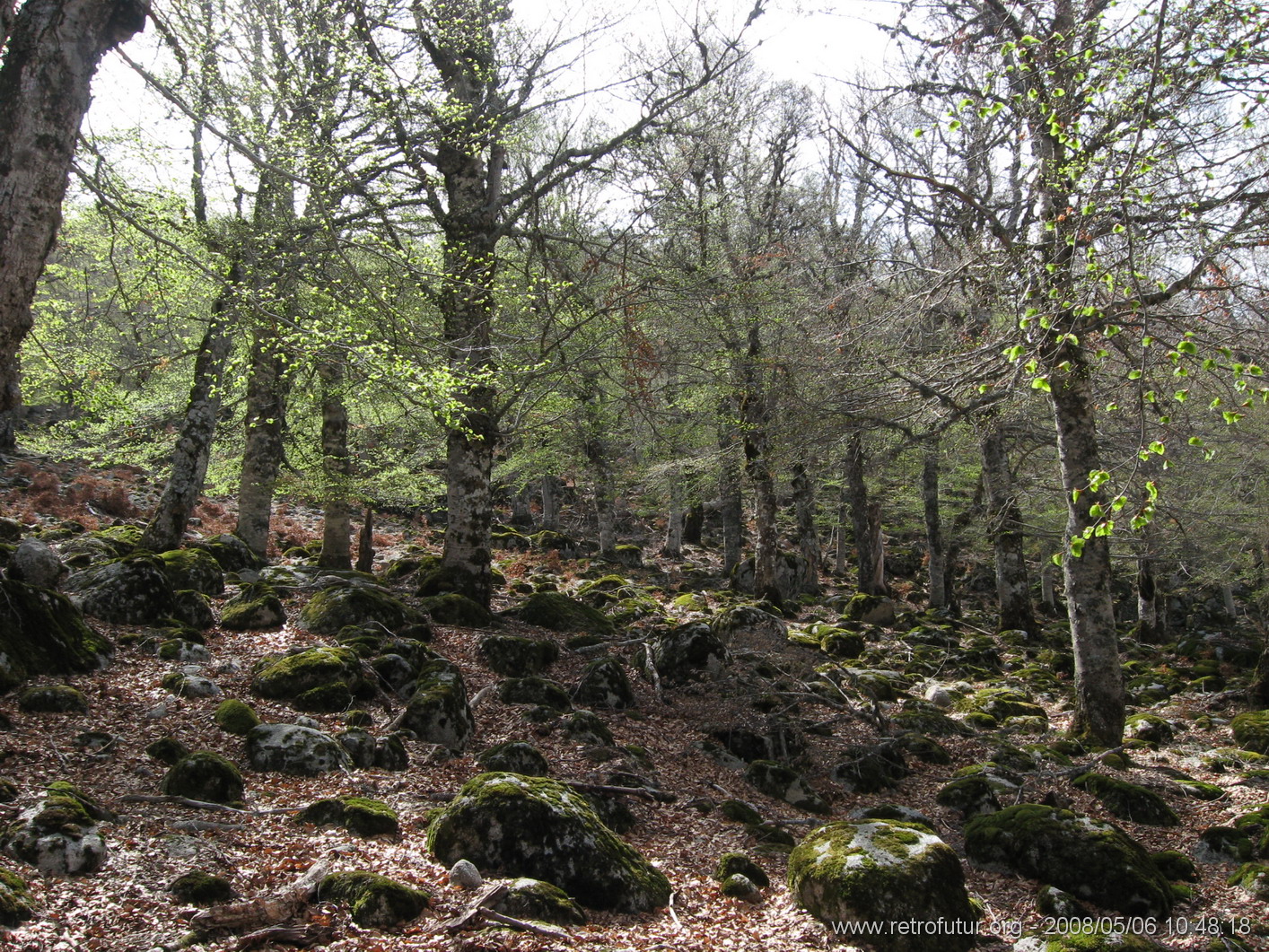 Rif.Asinao - Zicavo : img_kris_2008_05_06 10-48-18_0223.JPG