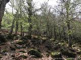 Rif.Asinao - Zicavo : img_kris_2008_05_06 10-48-18_0223.JPG
