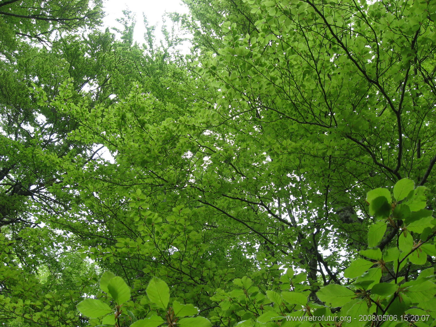 Rif.Asinao - Zicavo : img_kris_2008_05_06 15-20-07_0245.JPG