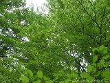 Rif.Asinao - Zicavo : img_kris_2008_05_06 15-20-07_0245.JPG