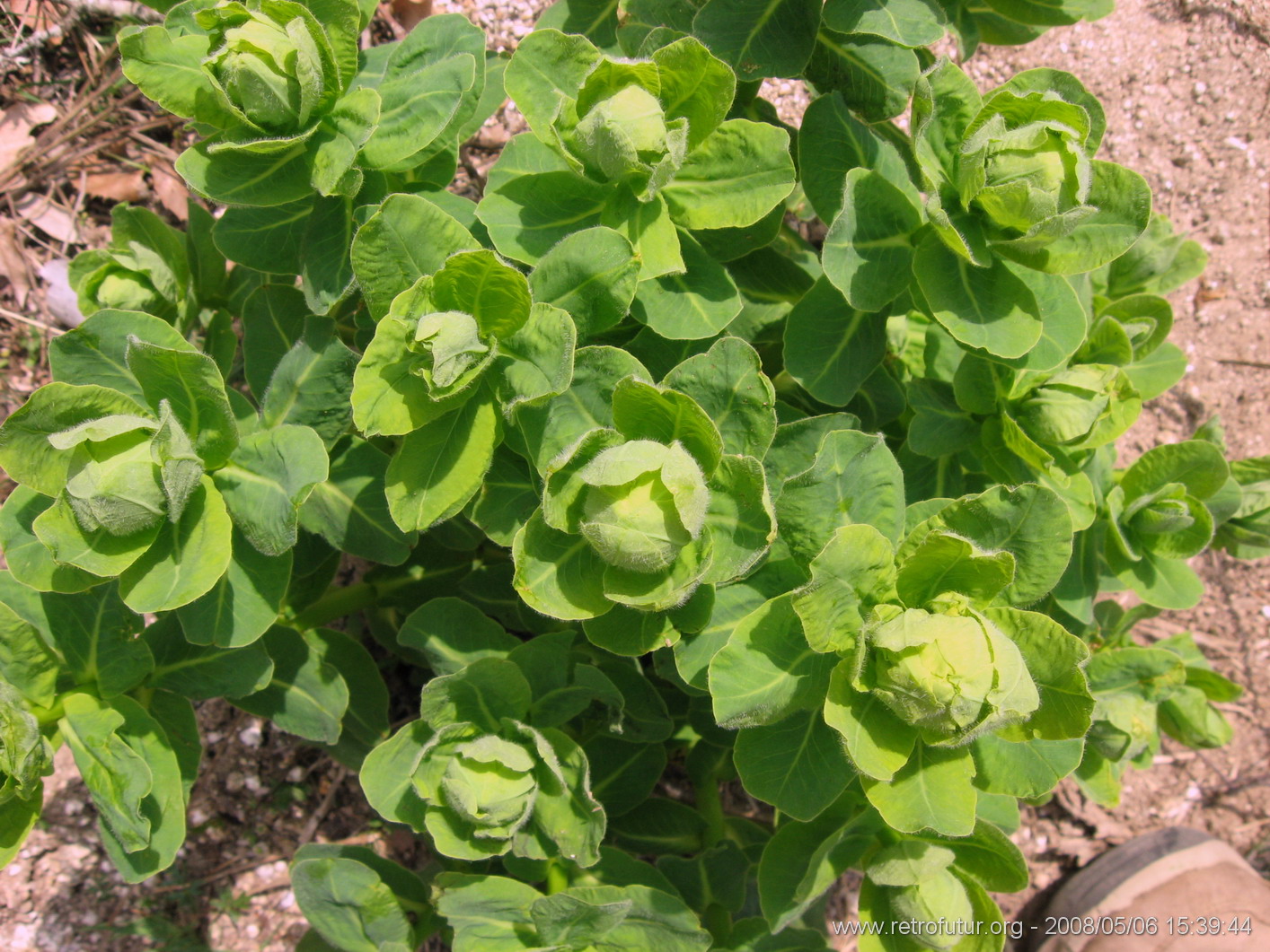 Rif.Asinao - Zicavo : img_kris_2008_05_06 15-39-44_0249.JPG