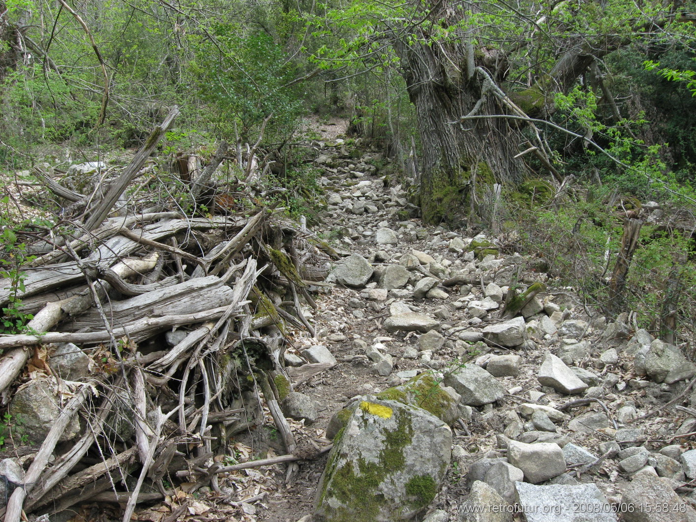 Rif.Asinao - Zicavo : img_kris_2008_05_06 15-58-48_0250.JPG