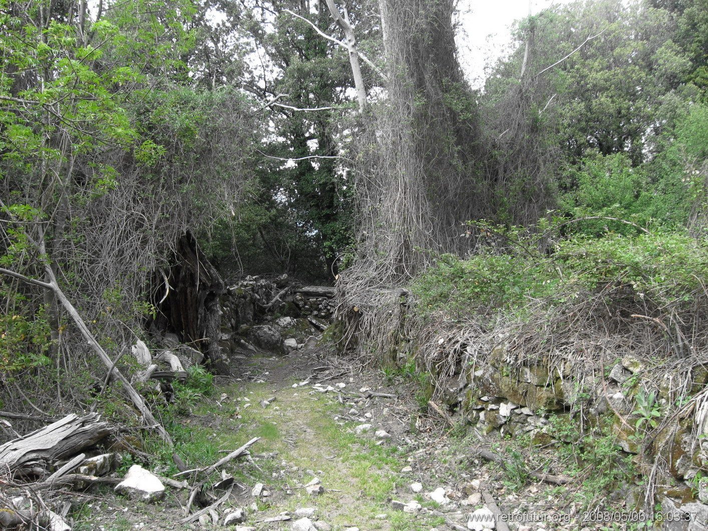 Rif.Asinao - Zicavo : img_kris_2008_05_06 16-03-37_0251.JPG