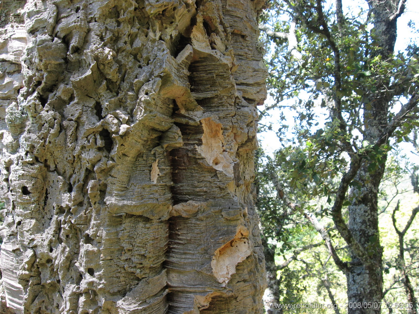 Zicavo - Guitera : img_kris_2008_05_07 12-56-05_0293.JPG