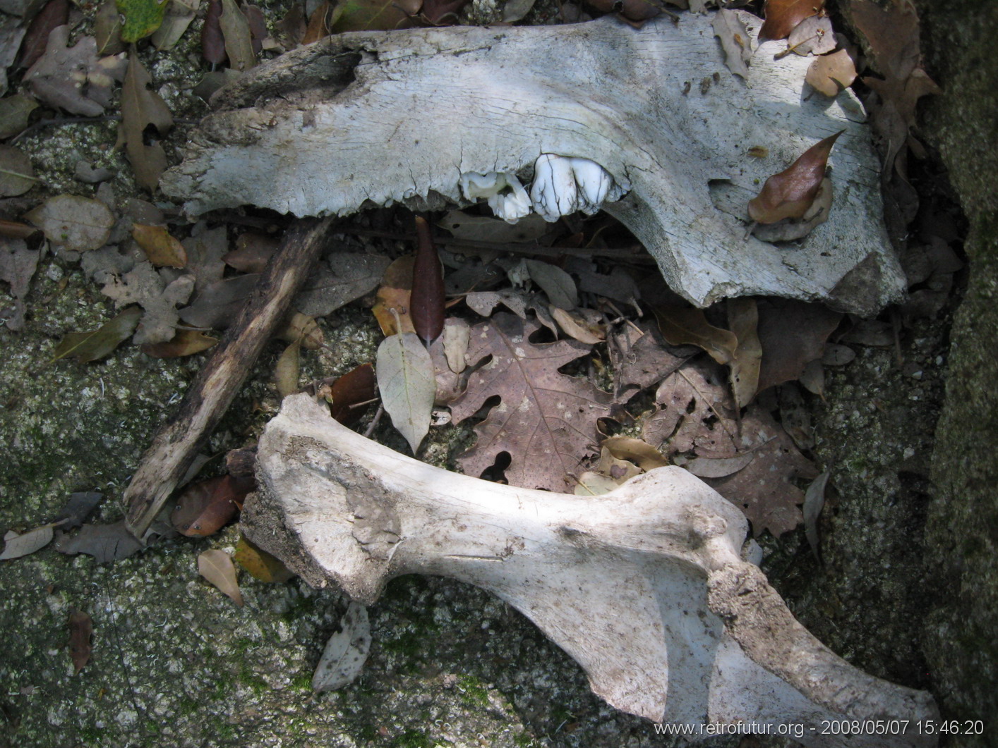 Zicavo - Guitera : img_kris_2008_05_07 15-46-20_0321.JPG