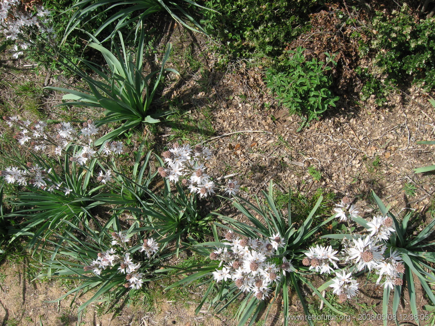 Guitera / Col St. Georges - Coti Chiavari : img_kris_2008_05_08 12-38-05_0348.JPG