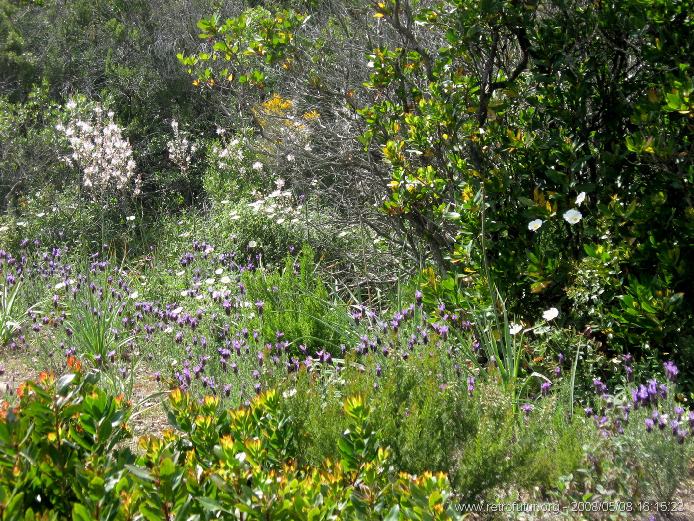 Guitera / Col St. Georges - Coti Chiavari : img_kris_2008_05_08 16-15-23_0357.JPG