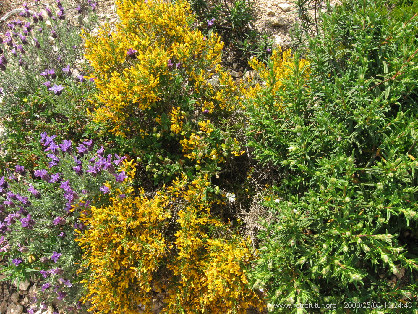 Guitera / Col St. Georges - Coti Chiavari : img_kris_2008_05_08 16-24-43_0361.JPG